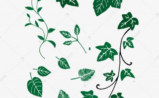 画植物的短视频制作，画植物的短视频制作方法